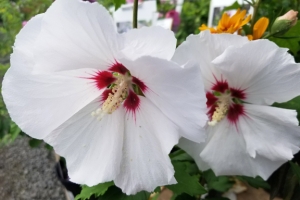 Hibiscus 'Helene' 